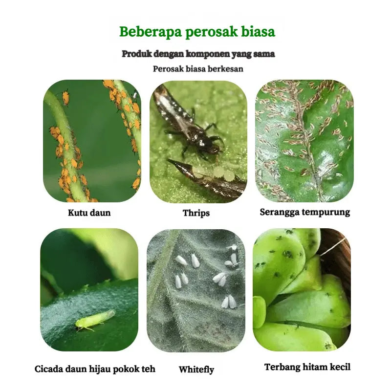 Botanical Insecticide Spray
