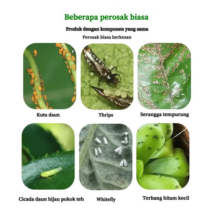 Botanical Insecticide Spray